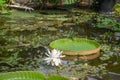 Giant Amazon water lily, Victoria amazonica, flowering giant water lily